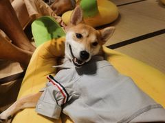 -逗柴咖啡屋·狗咖猫咖宠物桌游