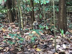 -武吉知马自然保护区