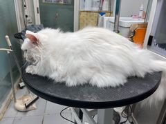 -达爱动物医院·犬猫分区·CT·复杂眼科(远洋山水分院)