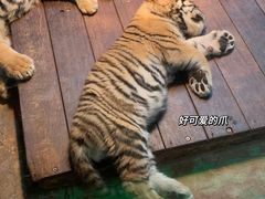-上海野生动物园