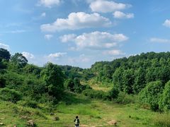 -铁山坪森林公园