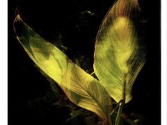 -三圣花乡旅游区