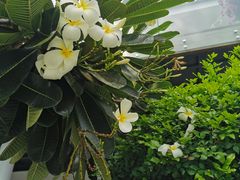 -芽庄中心购物广场