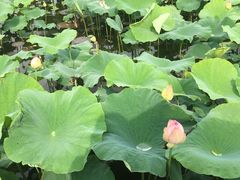 -荷塘月色湿地公园·向阳花洲