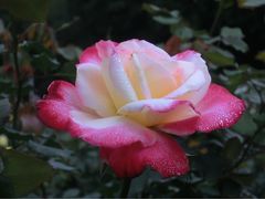 -人民公园(罗湖区)