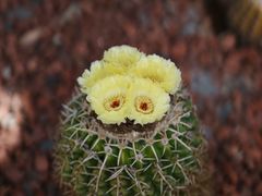 -墨尔本皇家植物园