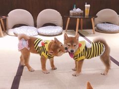 -逗柴咖啡屋·狗咖猫咖宠物桌游