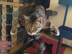 -萌喵咖啡屋(人民东路4号口M16商铺店)