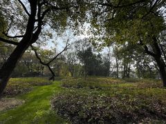 -上海共青森林公园