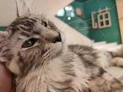 -飞行喵MR PILOT|猫舍·猫咖(静安大融城店)