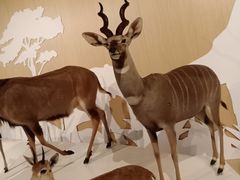 -陕西自然博物馆