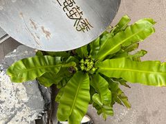 -鹿萤季·营地小馆(皇后公园店)