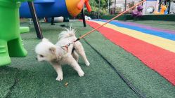 -萌宠亲子动物乐园(槐房万达店)