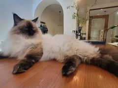 -有猫主题·治愈系猫咖(曾厝垵店)