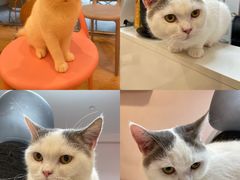 -猫咪派对(江南西店)