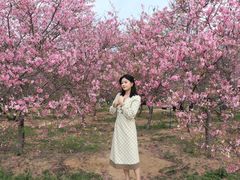 -天适樱花悠乐园