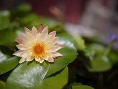 -天津市峰山药王古寺