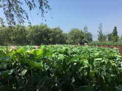 -长兴太湖图影湿地文化园