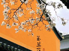 -灵谷景区
