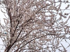 -桃花堤公园