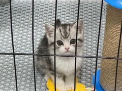 -lincat·猫舍(广州店)