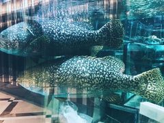 -金翠皇宫粤菜·点心·海鲜(科技园店)