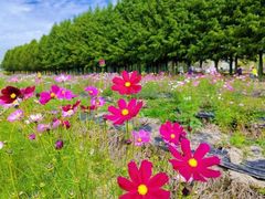 -嘉北郊野公园北游客中心-地上停车场