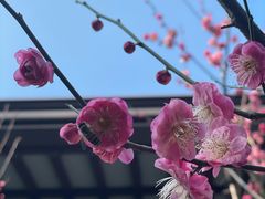 -上海醉白池公园
