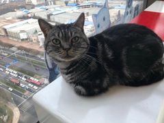 -这儿没有猫·猫咖萌宠馆·撸猫