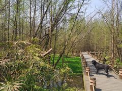 -桤木河湿地公园