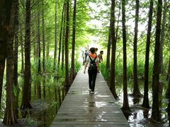 -溱湖国家湿地公园