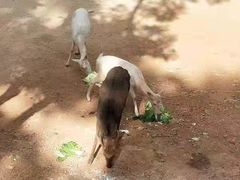 -昆明动物园
