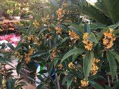 -双季花艺园艺市场(浦东店)