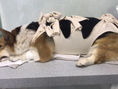 -达爱动物医院·犬猫分区·CT·复杂眼科(远洋山水分院)
