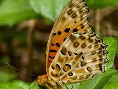 -福建鲤鱼洲酒店