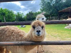 -泉州海丝野生动物世界