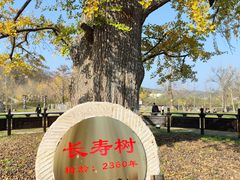 -千年银杏谷文化旅游区