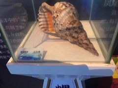 -贝壳梦幻世界