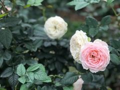 -人民公园(罗湖区)