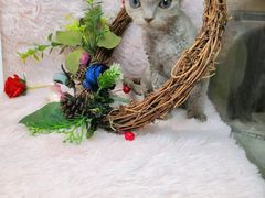 -十年猫舍·猫咪专门店(普陀店)