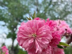 -海棠花溪(元大都城垣遗址公园)