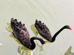 -五缘湾湿地公园