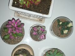 -秦美花卉(天朗·莱茵小城2期店)