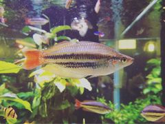 鱼-大家乐(广州天河城六楼店)