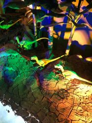 -恐龙探索乐园(磁器口店)