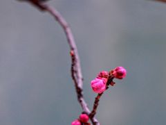 -望江楼公园