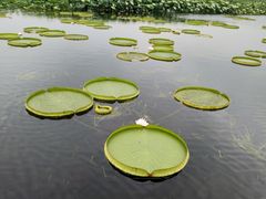 -荷塘月色湿地公园·向阳花洲