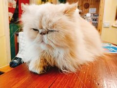 -猫色咖啡·猫咖