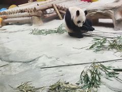 -杭州野生动物世界