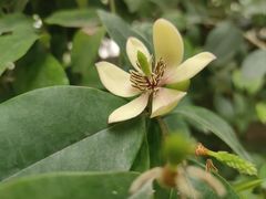 -呀路古热带植物园